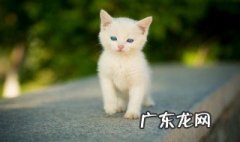 猫咪为什么特别掉毛严重 猫咪为什么特别掉毛