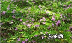 满天星种子怎么撒 满天星的种子怎么浇水