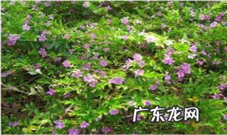 满天星种子怎么撒 满天星的种子怎么浇水