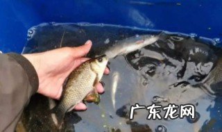 鲫鱼怎样养长的快,不生病 鲫鱼怎么才可以养时间长点