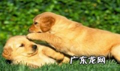 经常梦到被大狗咬怎么回事 经常梦到被大狗咬怎么回事儿