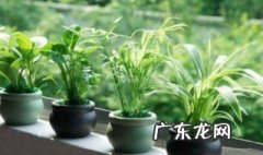 家里养的寓意好的花有哪些 家里一定要养的寓意绿植