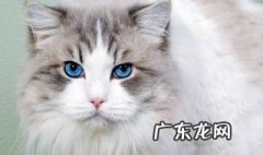怎么样找到丢的猫 怎么找丢掉的猫