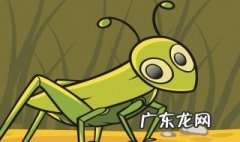 蟋蟀什么季节开始有的 蟋蟀什么季节开始有的叫声
