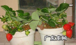 家里能不能养草莓盆栽 家里能不能养草莓