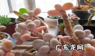 多肉奶酪怎样控养 多肉奶酪怎样控养才好