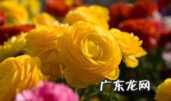 黄玫瑰放在花瓶怎么养 黄玫瑰怎样放花瓶