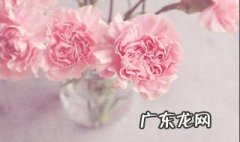 康乃馨士养还是水养 康乃馨适合水养吗