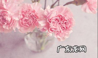 康乃馨士养还是水养 康乃馨适合水养吗