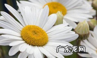 雏菊要怎样养才能活 雏菊要怎样养