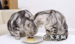 剩饭怎么做给猫吃 剩饭怎么做给猫吃最好
