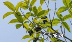 桂花春季怎么插枝视频 桂花春季怎么插枝