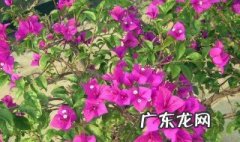 啤酒适合浇什么花 啤酒适合浇什么花和树?
