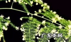 文竹能晒太阳吗 文竹能晒太阳吗喜欢水吗