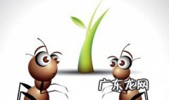如何灭蚂蚁最有效的方法 屋里有蚂蚁怎么彻底根除