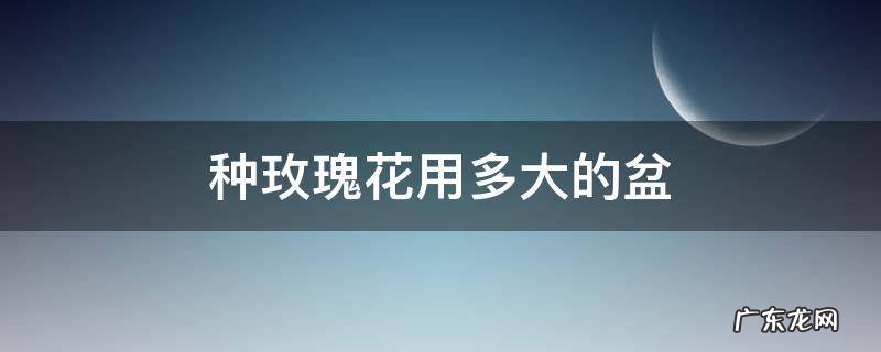 种玫瑰花用多大的盆 种玫瑰花用多高的盆