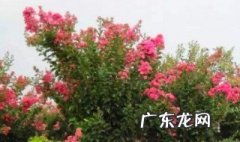 紫薇好养吗 紫薇好养吗 北方