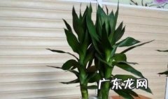 观音竹室内可以养吗 观音竹室内能养吗