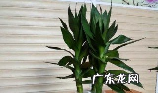 观音竹室内可以养吗 观音竹室内能养吗