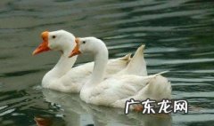 鹅的公母怎么区别 鹅公母怎么区别图片大全