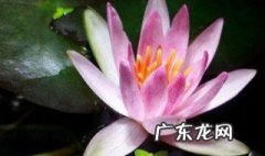 碗莲不加土能活吗 碗莲不加土能活吗图片