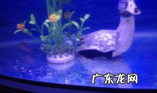 鱼缸水突然变白怎么办 鱼缸的水突然变白色怎么办