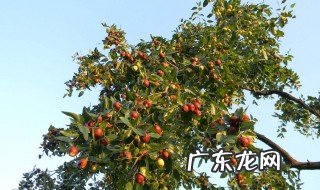 杏树几月份嫁接最好 枣树几月份嫁接