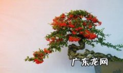 小榆树苗怎么做盆景 怎么做盆景