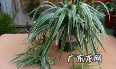 吊兰什么时候浇水 金鱼吊兰什么时候浇水