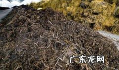 草木灰怎么用于施肥 草木灰入土好还是土表面好