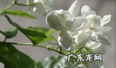 茉莉花茶的功效与作用禁忌人群 茉莉花茶的功效与作用