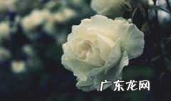 白玫瑰代表什么寓意和象征意义 白玫瑰代表什么