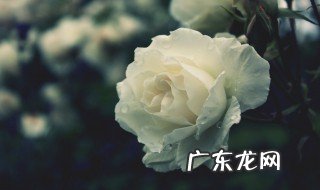 白玫瑰代表什么寓意和象征意义 白玫瑰代表什么