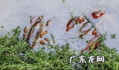 小龙虾塘换水应该在什么时候 小龙虾池塘什么时候加水