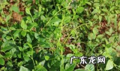 木耳菜种子的催芽方法图解 木耳菜种子的催芽方法