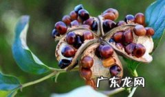 牡丹花种子用途 牡丹花种子的功效与作用