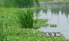 池塘种水草怎么养鱼 池塘种水草怎么养