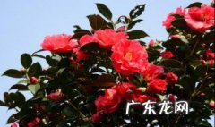 茶花泡水的作用与功效 茶花泡水的作用与功效是什么