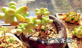 多肉植物夏天怎样养 多肉植物夏天怎样养护好