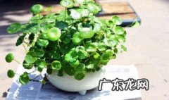 在家里养什么植物旺财 在家中适合养什么花招财