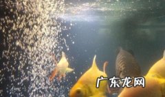 金龙鱼苗养多久才大缸喂食 金龙鱼苗养多久才大