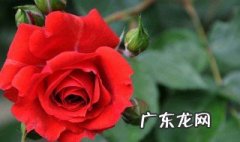 玫塊花的功效 玫瑰花的功效与主治