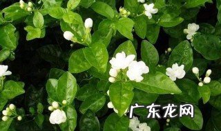 茉莉茶叶的功效与作用 吴裕泰茉莉茶叶的功效与作用