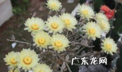 嫁接的美杜莎好养吗 嫁接的美杜莎好养吗
