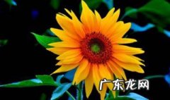 养向日葵一定要太阳吗为什么 养向日葵一定要太阳吗