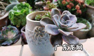紫乐适合室内养吗风水好吗 紫乐适合室内养吗
