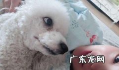 怎么劝妈妈让我养狗的话 怎么劝妈妈让我养狗