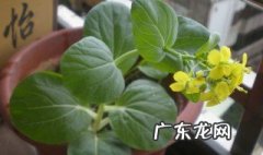 白菜心开花了怎么回事 白菜心开花了怎么回事图片