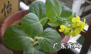 白菜心开花了怎么回事 白菜心开花了怎么回事图片