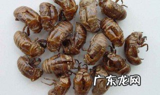 蝉壳的药用价值与功效 蝉壳的药用价值 功效